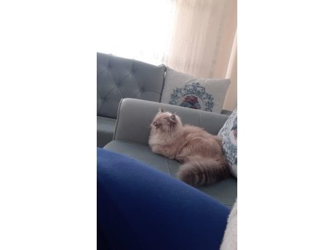 İran kedimize yuva ariyoruz