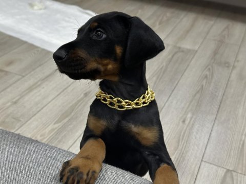 3 aylık eğitimi doberman köpeği