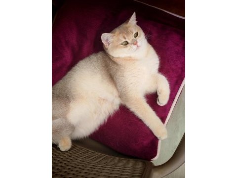 British shorthair blue golden 5 aylık dişi