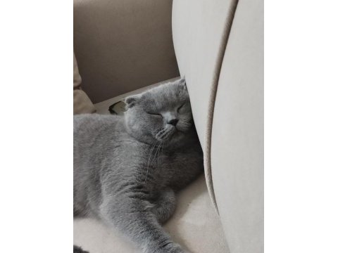 Scottish fold acil yeni yuvasını arıyor