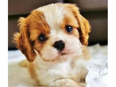 Muhteşem cavalier king charles erkek son yavru