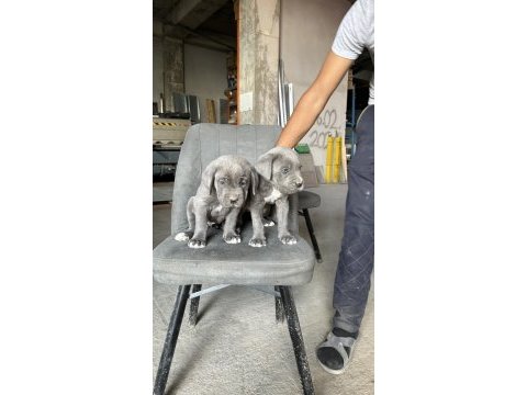 Blue cane corso yavrular