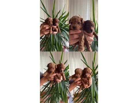 Toy poodle köpeği