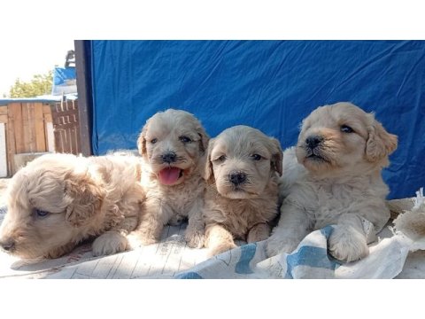 Maltipoo bebiş köpekler