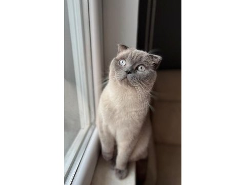1.5 yaşında erkek scottish blue point