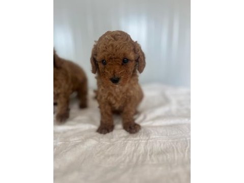 Erkek dişi toy poodle yavrular