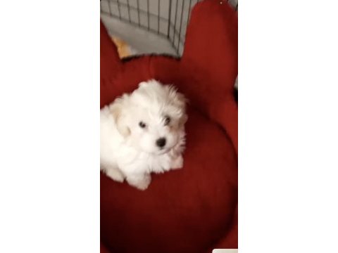 2 aylık dişi sevimli maltipoo