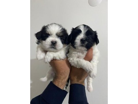 Shih tzu bebekler
