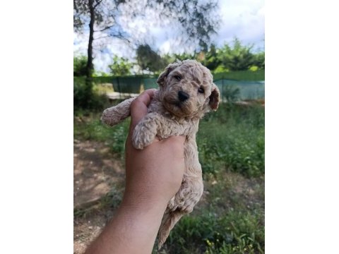 2 aylık poodle