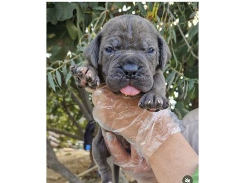 Cane corsa
