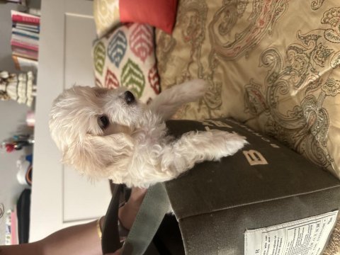 Maltese terrier