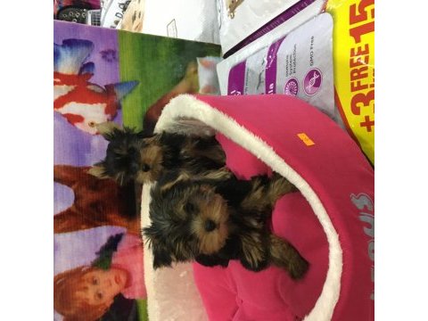 Safkan yorkshire yavrularımız vonalp garantisiyle 
