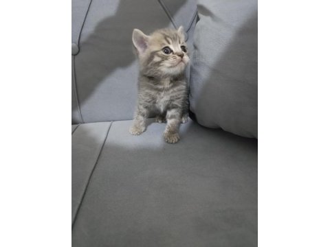Scottish fold british kediler
