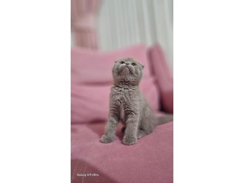 Scottish fold ilgi arsızı kedimiz