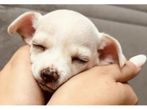 En güzel chihuahua bebek