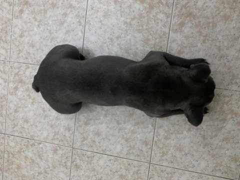 1 yaşında blue dişi french bulldog sahiplendirilecek