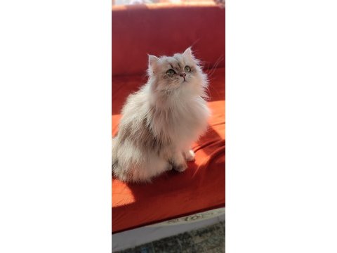 Blh golden dişi ve erkek british longhair