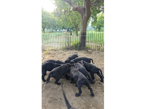 Cane corso bebeklerimiz teslime hazırdır