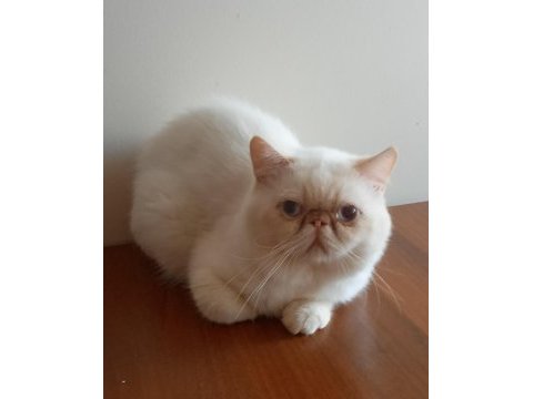 Exotic shorthair erkek 1 yaşında
