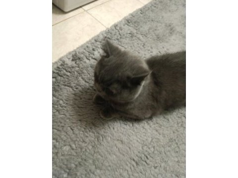 3 yaşında dişi british shorthair sevecen sıcak kanlı