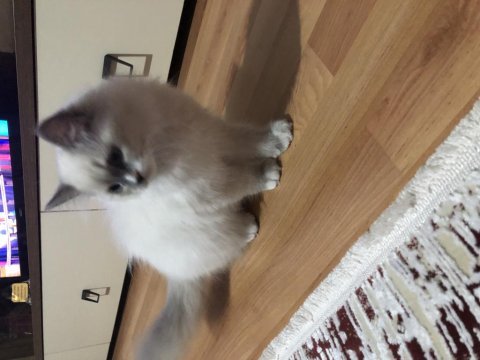 4 aylık dişi ragdoll