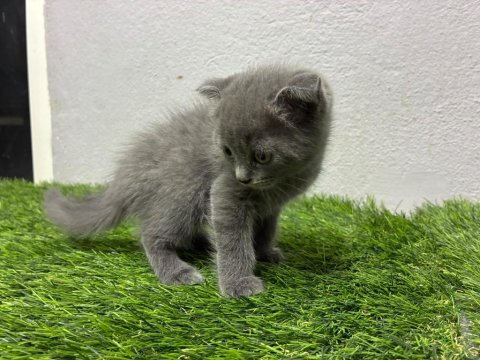 Irk ve sağlık garantili scottish fold kedimiz
