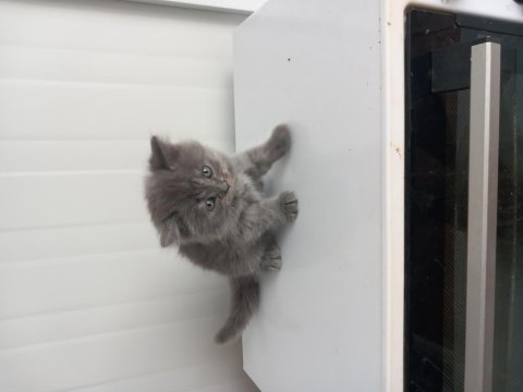 8 yavru kedi