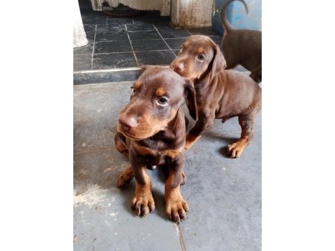 A scrli anne ve babadan üst düzey doberman yavrular