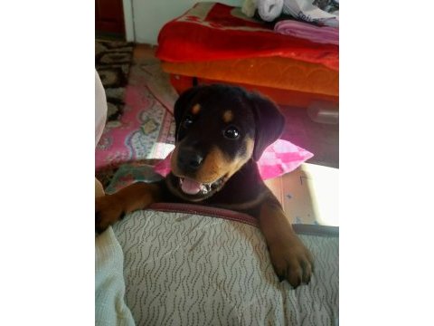 3 aylık safkan rottweiler yavru acil