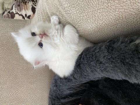 Dünyalar tatlısı gold british longhair yavrularımız 