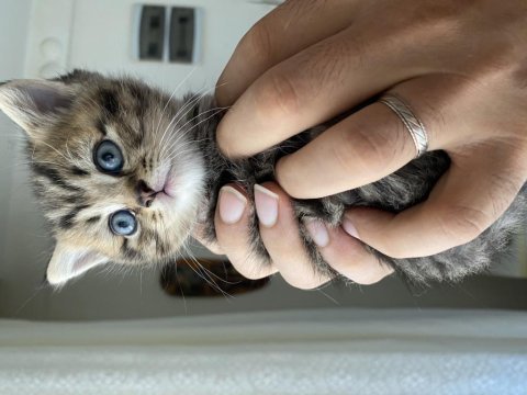 Ücretsiz sahiplendirme british shorthair kedilerimiz