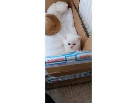 British shorthair yavru