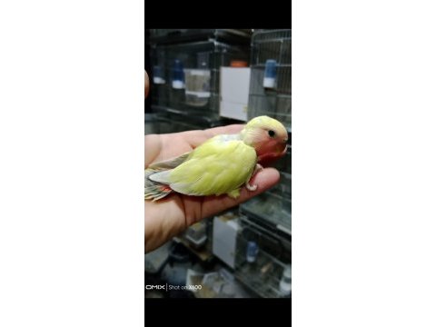 Alıştırmalık sevda papağanı bebekleri