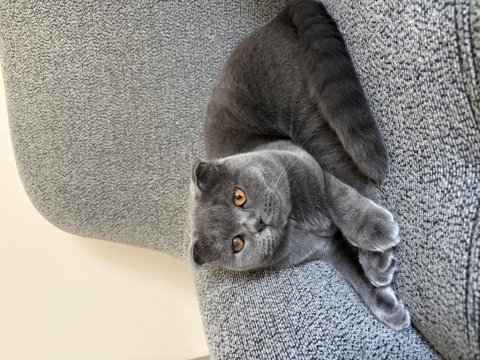 10 aylık scottish fold erkek kedimiz