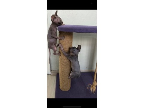 Sphynx home 2 aylık bebekler
