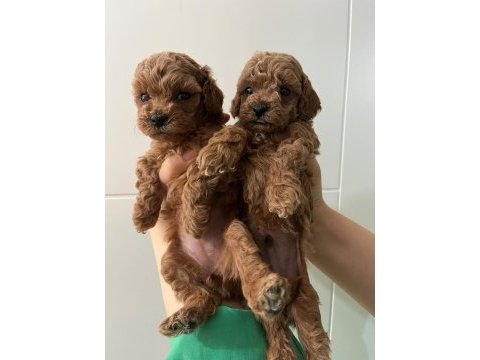 Minyatür toy poodle