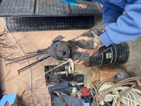 Cane corso koca kafa bebekler