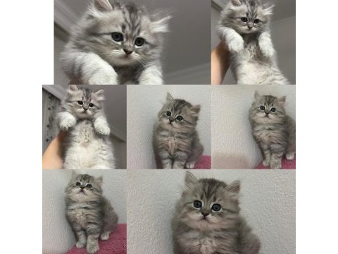 British shorthair yavrularımız