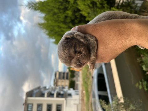 Egzotik french bulldog