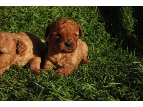 Red toy poodle