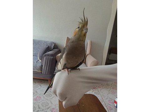 Sultan papağanı evcil ele omuza geliyor