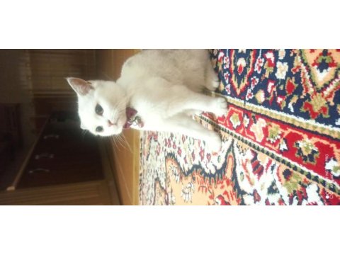 Oyuncu fıstık british shorthair