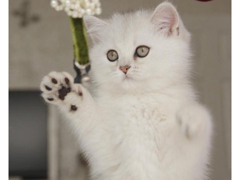 Show kalitede british shorthair bebekler