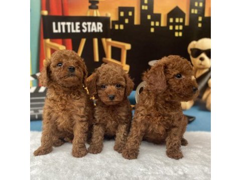Teacup toy poodle yavrusu