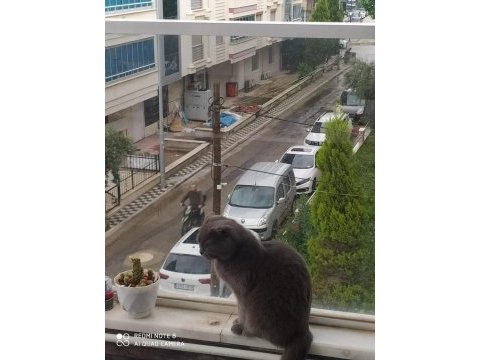 British shorthair kedimizi sahiplendirme
