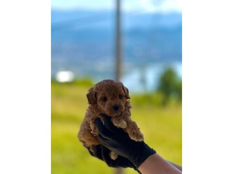 Maltipoo dişi erkek bebekler