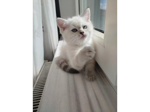 A kalite british shorthair dişi yavru