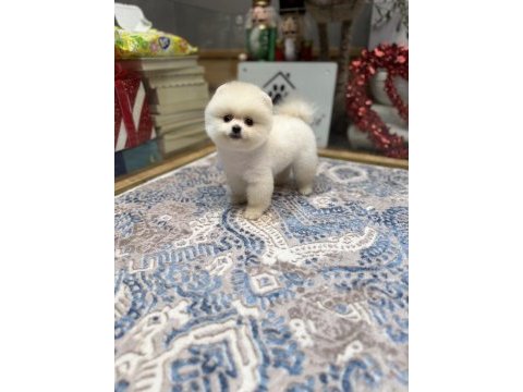 En güzel pomeranian boo yavrualar