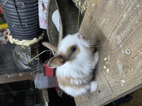 Her cins yavru tavşanlarım bilgi için arayınız