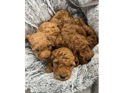 Güzelliğin tanımı toy poodle bebekler 